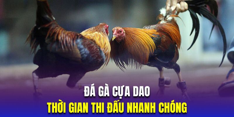 Đá gà cựa dao có thời gian thi đấu nhanh chóng