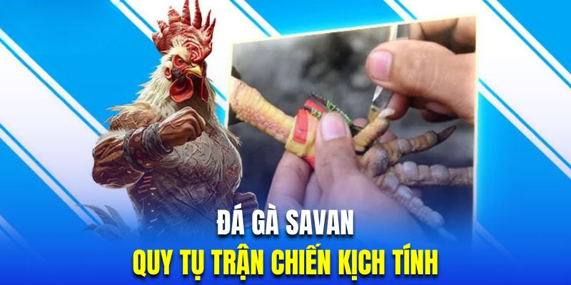 Chiêm ngưỡng những màn tranh đấu Savan kịch tính