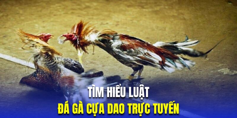 Tìm hiểu luật chọi gà cựa dao chi tiết nhất