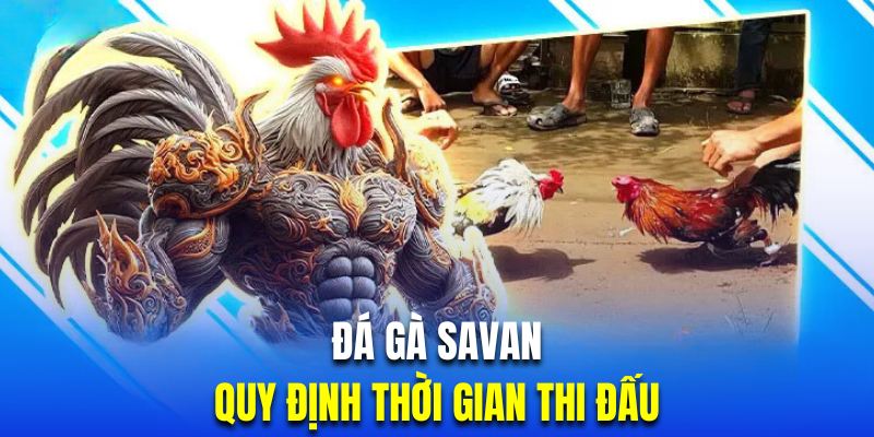 Mỗi trận thi đấu tại trường gà sẽ chỉ diễn ra từ 5 - 10 phút nhanh chóng