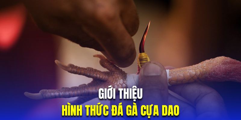 Giới thiệu chọi kê cựa dao đặc sắc