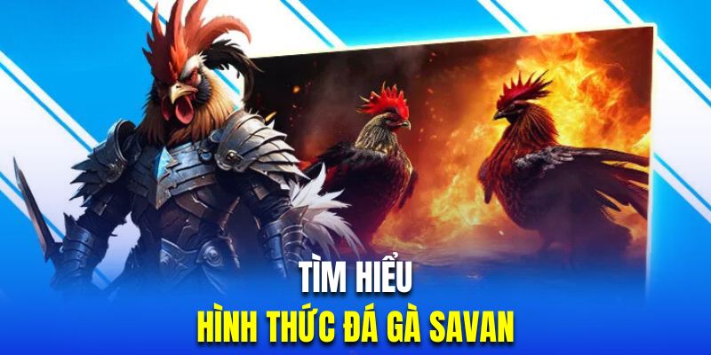 Giới thiệu hình thức đá gà Savan đẳng cấp